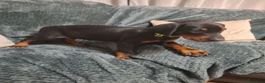 Dobermann 1