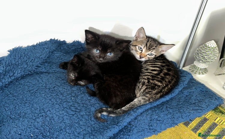 Domestic Shorthair cats - Advert 1