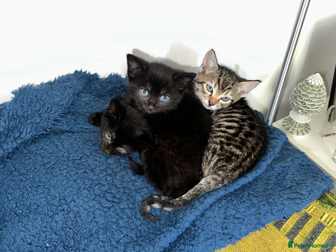 Domestic Shorthair cats for sale:  Beautiful Kittens Looking for Loving Homes - Image 1