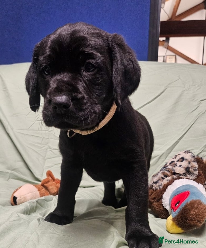 Labrador Retriever dogs Health Tested Black Labrador Puppies  - Advert 1