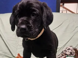 Labrador Retriever dogs Health Tested Black Labrador Puppies - Advert 5