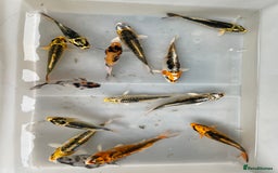 Koi Carp fish for sale: 💥QUALITY KOI CARP COLOURFUL NICE SELECTION💥 - Image 7