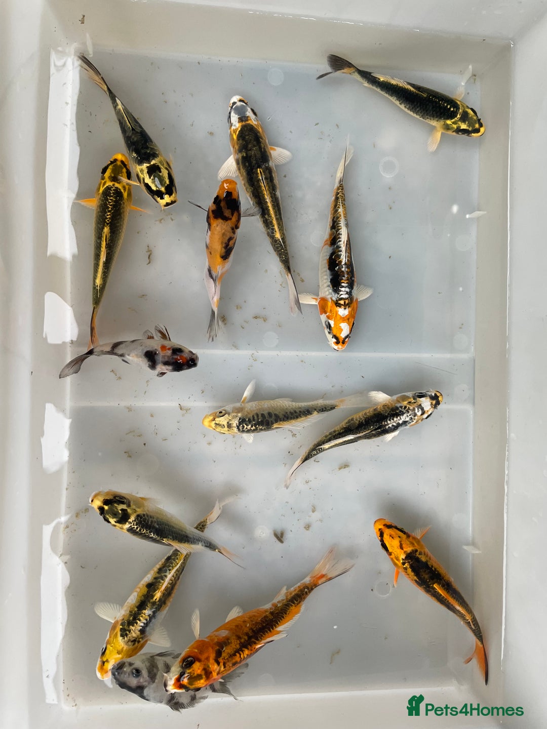Koi Carp fish for sale: 💥QUALITY KOI CARP COLOURFUL NICE SELECTION💥 - Image 7