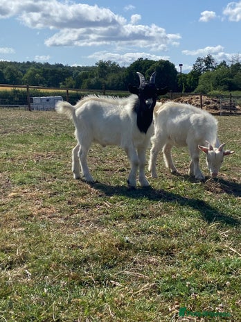 Goats livestock - Advert 2