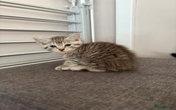 Mixed Breed cats for sale: Silver & brown British shorthair / bengal kittens  - Image 27