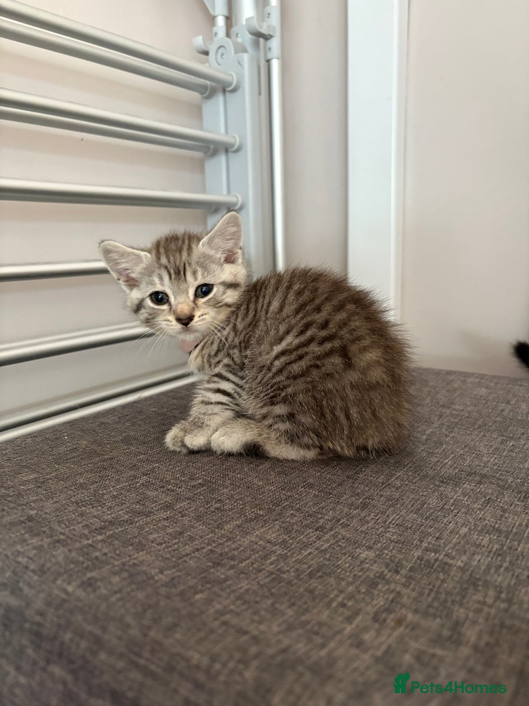 Mixed Breed cats for sale: Silver & brown British shorthair / bengal kittens  - Image 27