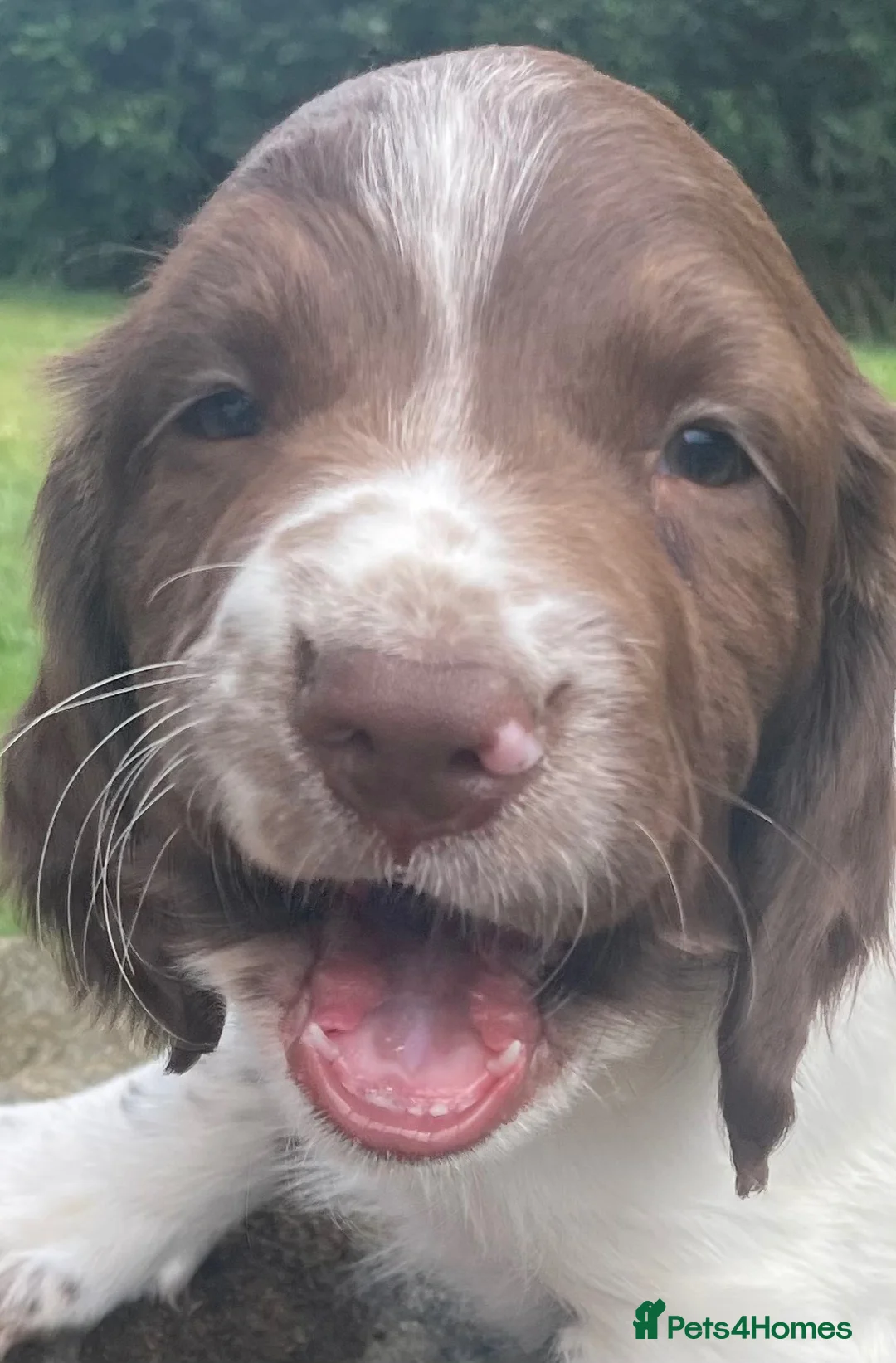 English Springer Spaniel dogs for sale: KCReg Springer Spaniel - Advert 2