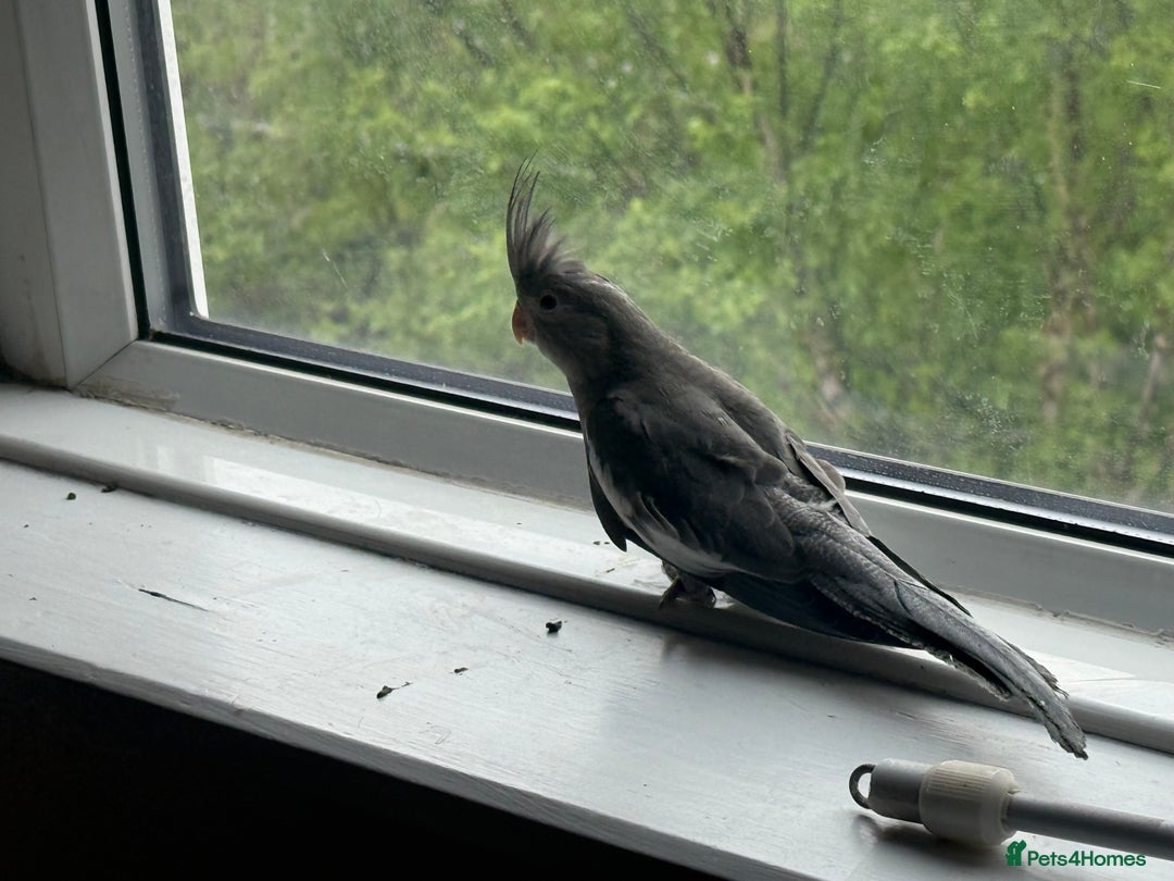 Cockatiels birds for sale: Baby cockatiel birds - Image 11