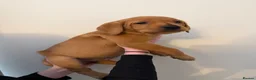 Labrador Retriever dogs for sale: Stunning fox red Labrador pups 🐶  in Rotherham - Advert 8