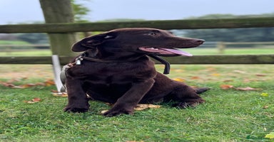 Labrador Retriever dogs - Advert 7