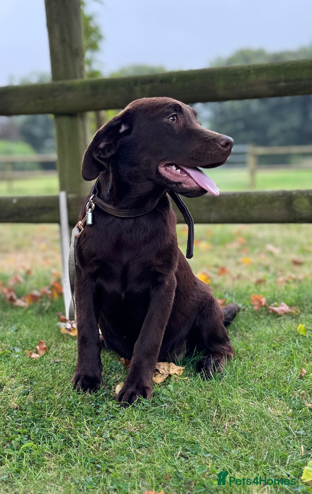 Labrador Retriever dogs for sale: Beautiful Dark Chocolate Labrador Retriever Bitch  - Image 2