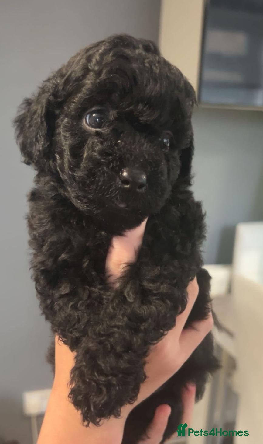 Jackapoo dogs for sale: F1b jackpoos  - Advert 11