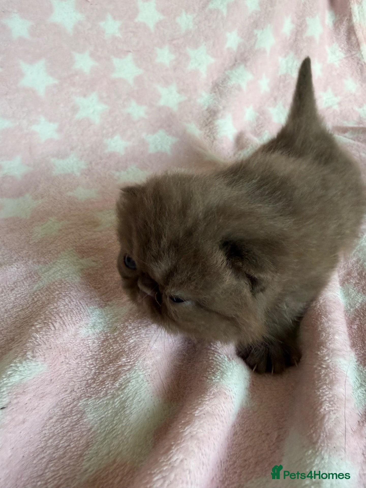 Exotic cats Litter of Chocolate & Black Exotics For Sale - Advert 2