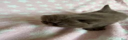 Exotic cats for sale: Litter of Chocolate & Black Exotics For Sale - Advert 2