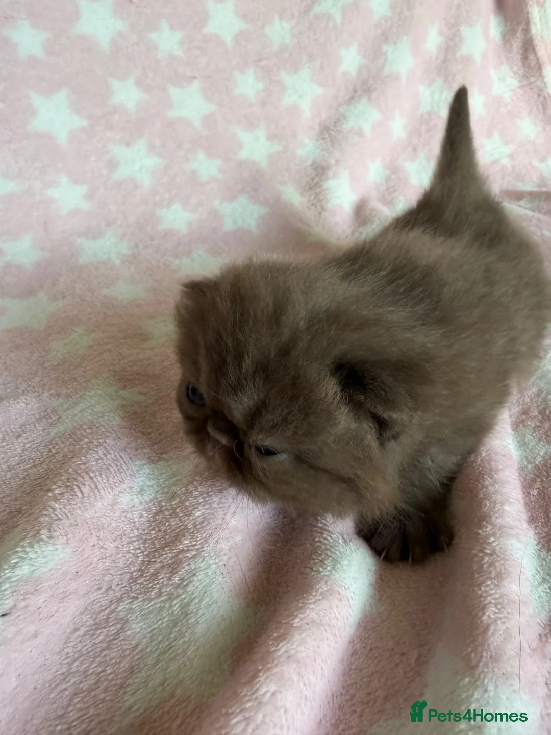 Exotic cats for sale: Litter of Chocolate & Black Exotics For Sale - Advert 2