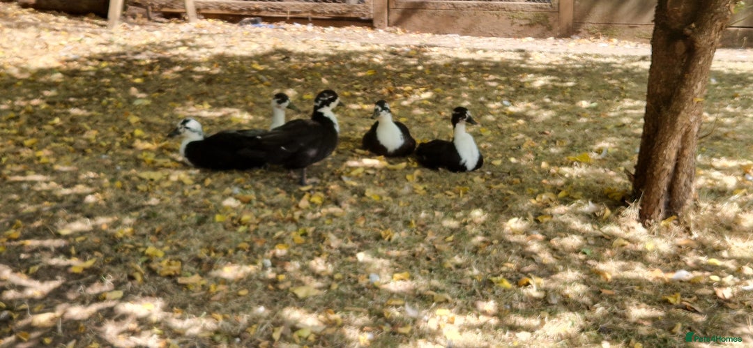 Ducks poultry for sale: Ducks - Image 6