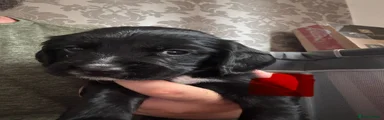 Sprocker 5