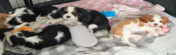 Cavalier King Charles Spaniel dogs for sale: MRI scanned pareents fully health tested  - Advert 3