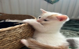 Mixed Breed cats for sale: 5 Adorable Fluffy White Playful Kittens  - Image 36