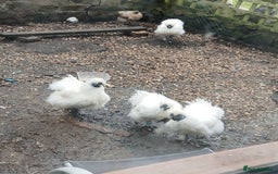 Chickens poultry for sale: Beautiful white silkie chicks  - Image 1
