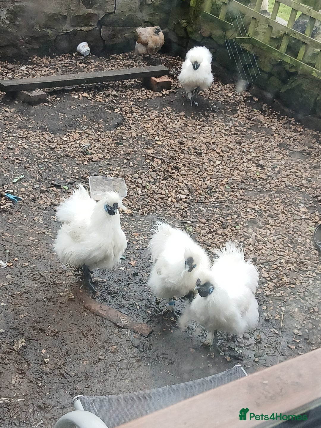 Chickens poultry for sale: Beautiful white silkie chicks  - Image 1