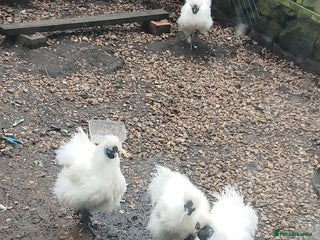 Chickens poultry - Advert 14