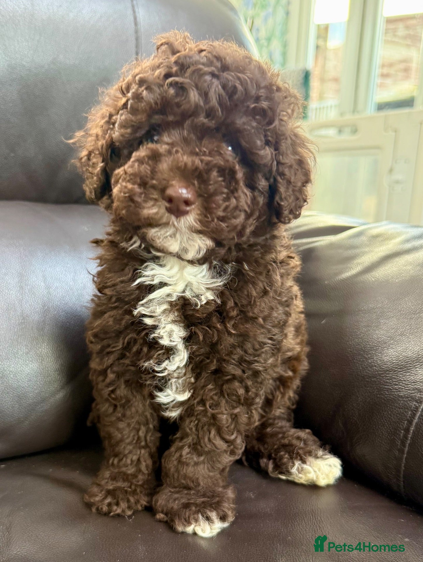 Cavapoo dogs Fully health tested Cavapoo pups  - Advert 2