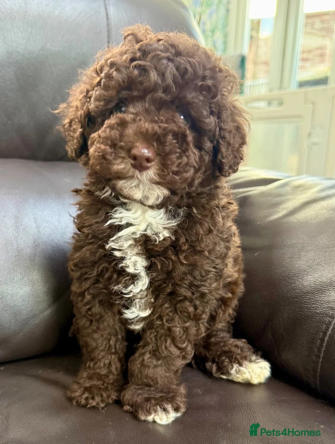 Cavapoo dogs for sale: Fully health tested Cavapoo pups  - Advert 2