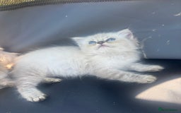Ragdoll cats for sale: Champion bloodlines Ready for their loving homes - Image 35