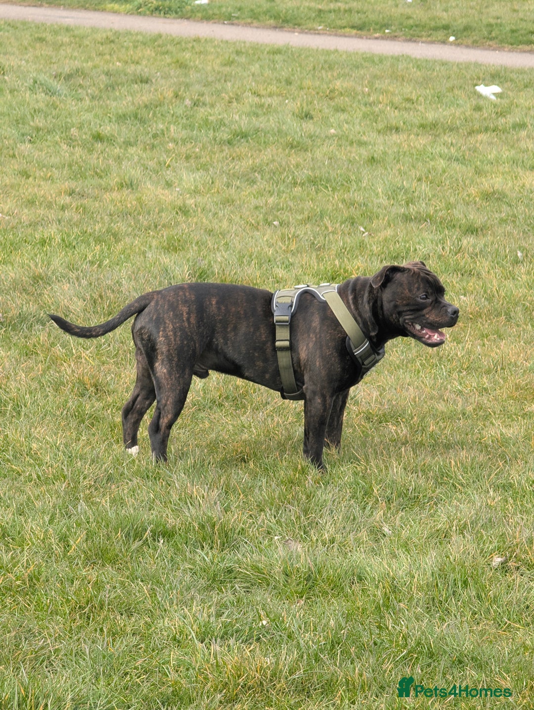 Staffordshire Bull Terrier dogs for stud: Michael Ledwon  in Hull - Image 2