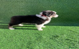 Australian Shepherd dogs for sale: Australia shepherd Kc puppies  - Image 13