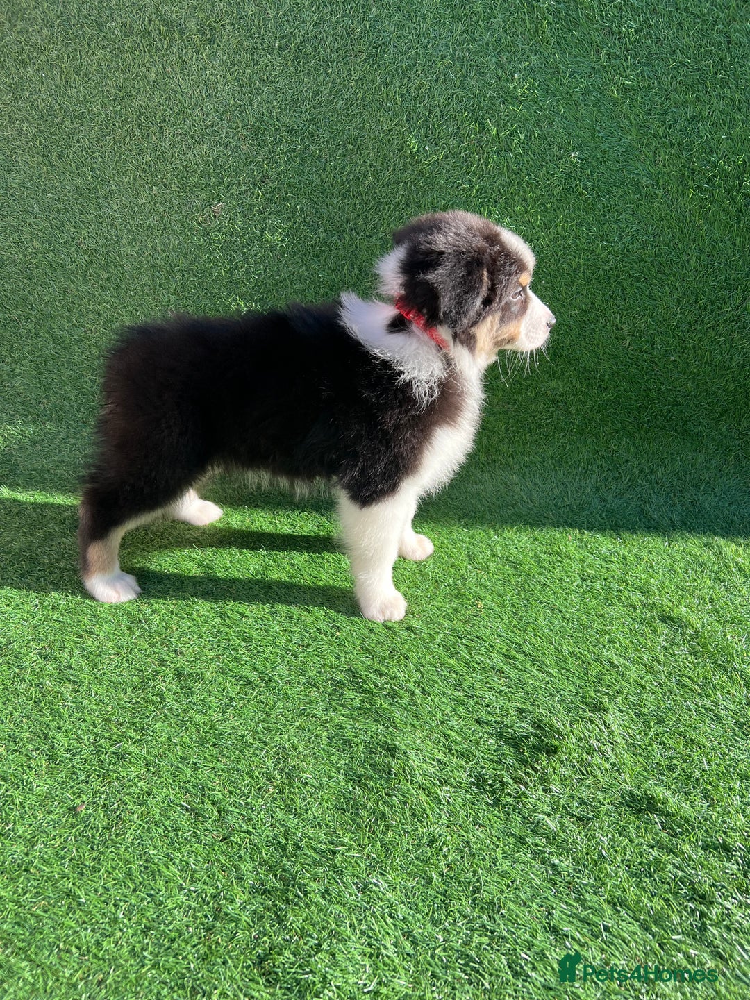 Australian Shepherd dogs for sale: Australia shepherd Kc puppies  - Image 13