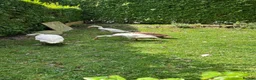 Ducks poultry for sale: Indian runner duck/ females  - Advert 3