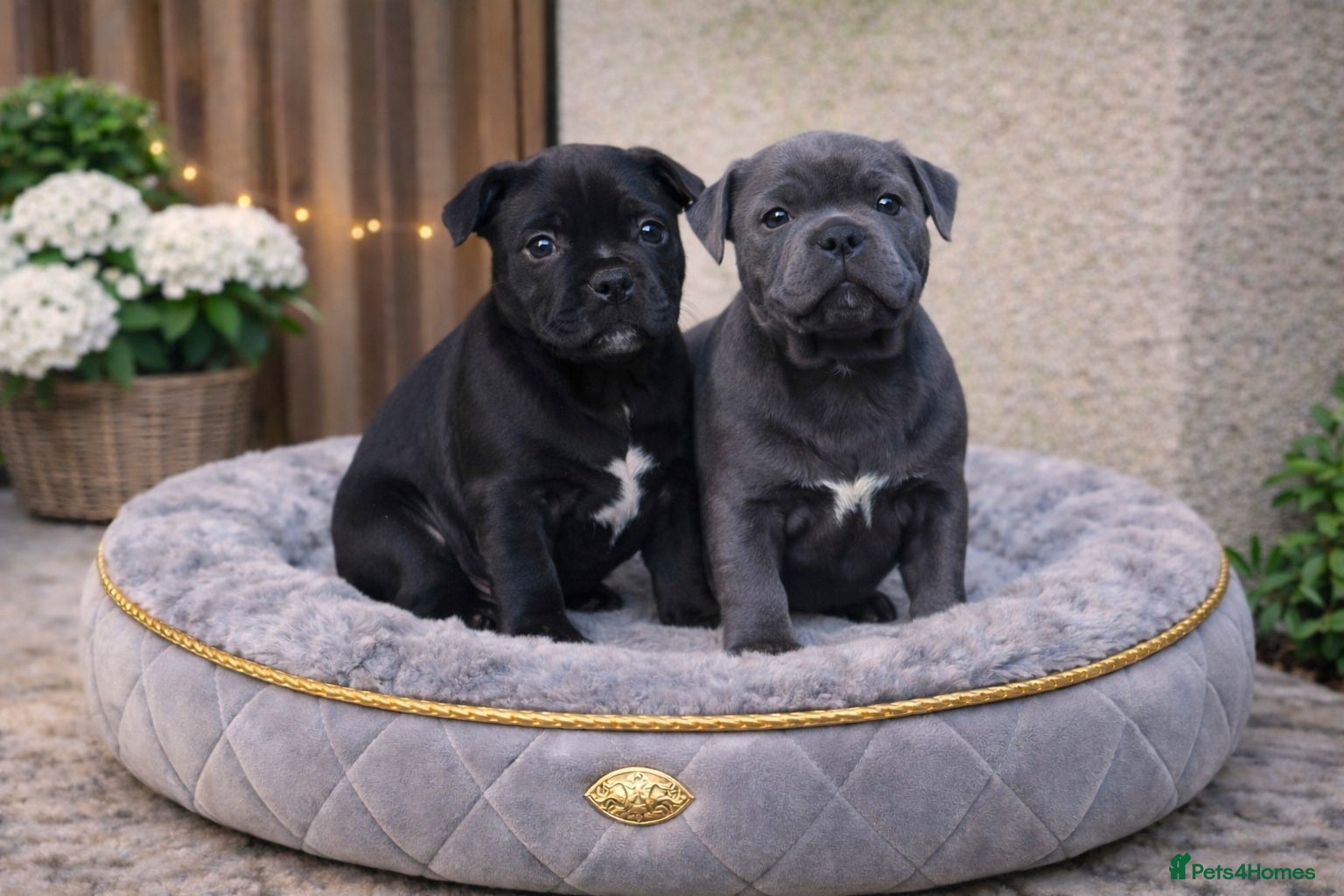 Staffordshire Bull Terrier dogs VALGO PUPS AVAILABLE 💯🔥 - Advert 2