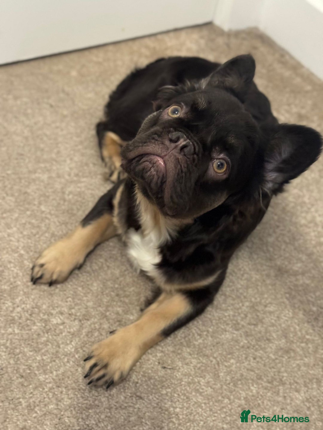 French Bulldog dogs for sale: Lovely, Affectionate Fluffy French Bulldog  - Advert 3