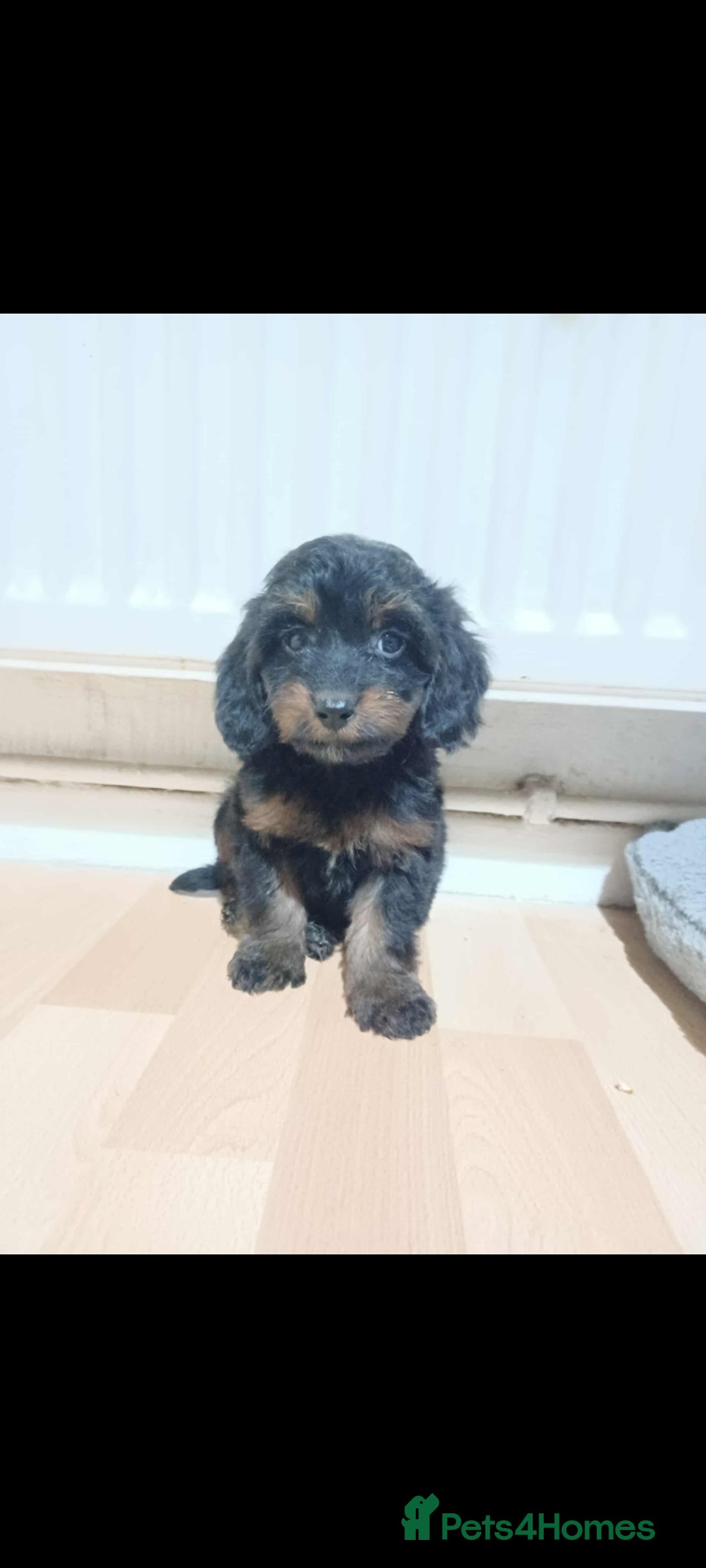 Cockapoo dogs for sale: Beutifull cockapoos  - Image 9