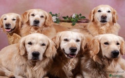Golden Retriever dogs for sale: GOLDEN RETRIEVER PUPPIES BRED FOR TEMPERAMENT - Advert 13