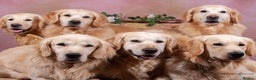 Golden Retriever dogs for sale: GOLDEN RETRIEVER PUPPIES BRED FOR TEMPERAMENT - Advert 13