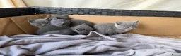 British Longhair cats for sale: 4 British Blue Shorthair Kittens For New Home Soon - Advert 8