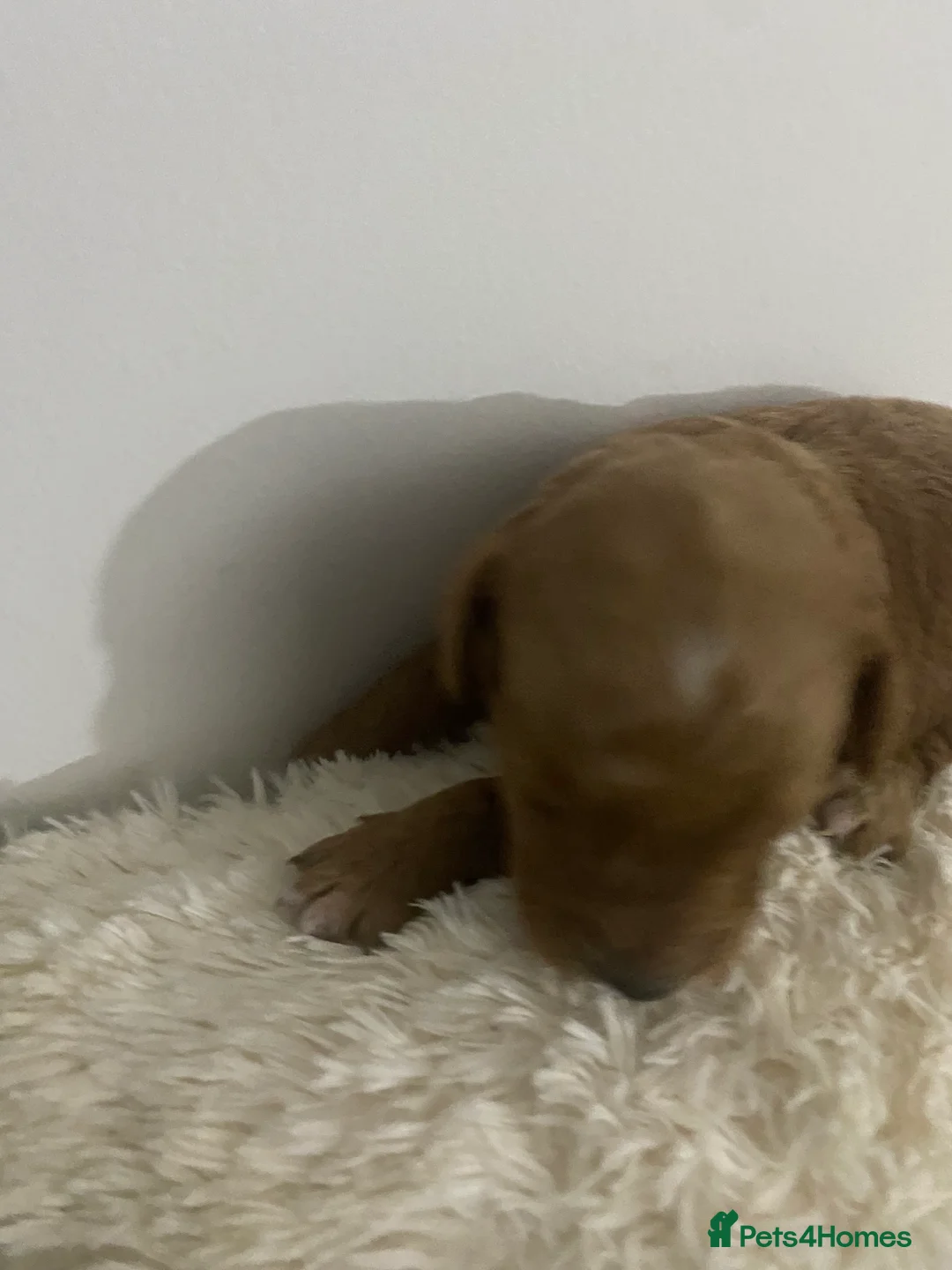 Cockapoo dogs for sale: Toy Poodle Cross Puppies, Mum & Dad Seen, London - Advert 2