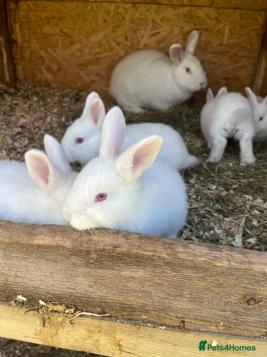 New Zealand rabbits for sale: Rabbits for sale very friendly  in Carlisle - Advert 12