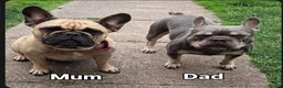 French Bulldog dogs for sale: 2 STUNNING FRENCHIES LEFT - Advert 4