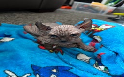 Sphynx cats for sale: male sphynx  - Image 2