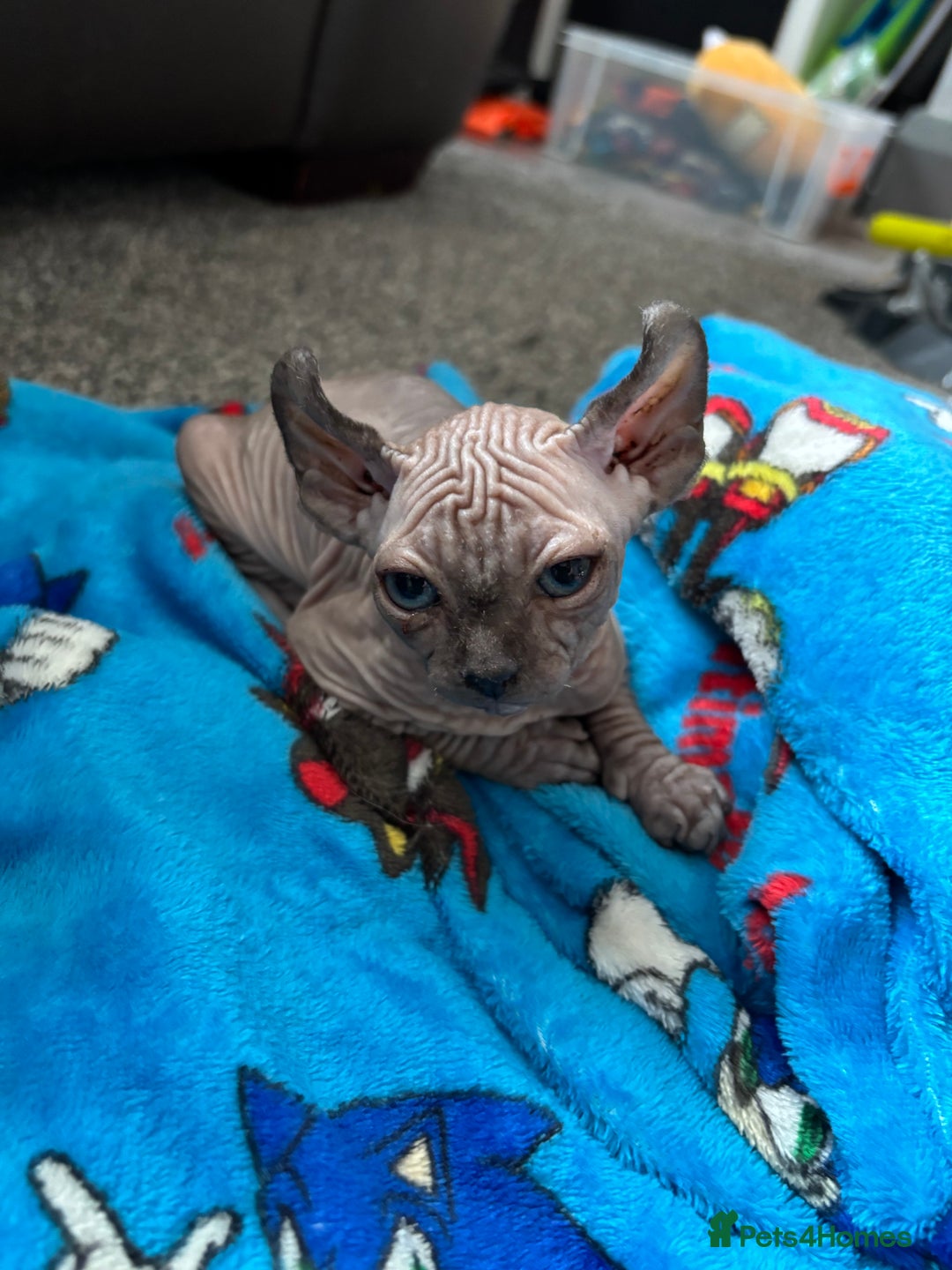 Sphynx cats for sale: male sphynx  - Image 2