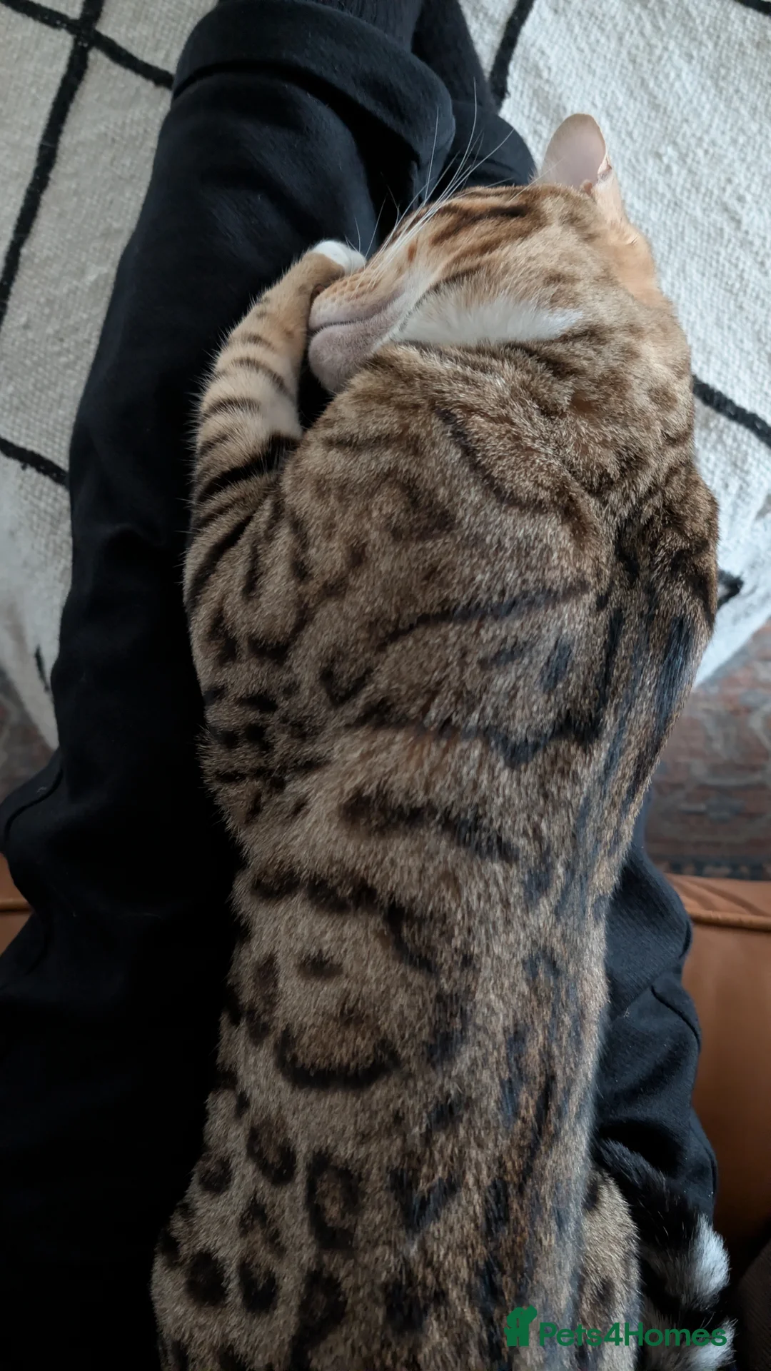 Bengal cats for sale: Adorable Bengal male for sale  - Advert 10