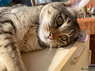 Savannah cats for sale: FULL PEDIGREE SAVANNAH girl KITTEN F5 SBT - Advert 2
