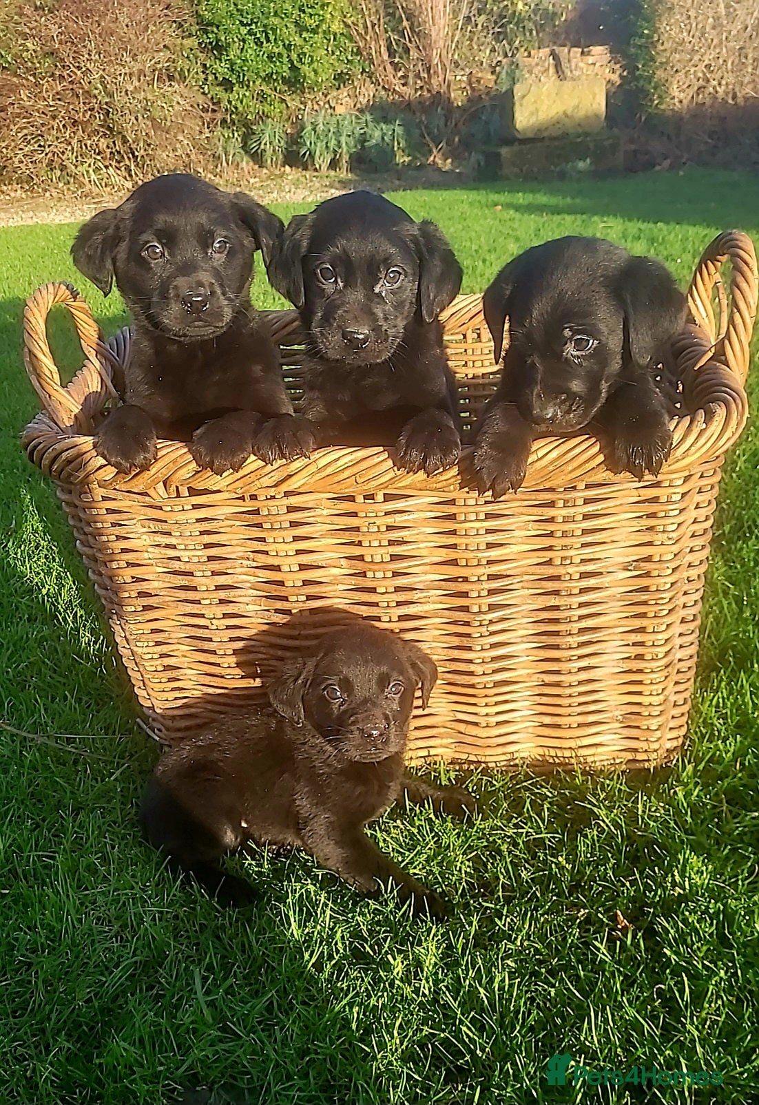 Labrador Retriever dogs Labrador puppies  - Advert 1