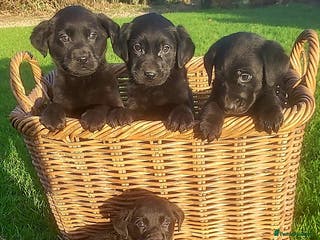 Labrador Retriever dogs Labrador puppies - Advert 1