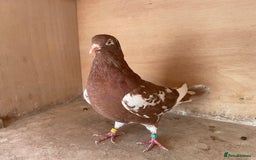 Pigeons birds for sale: Lovely Roller Pigeons For Sale  - Image 4