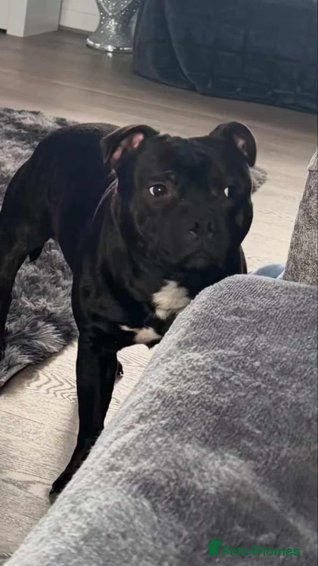 Staffordshire Bull Terrier dogs for stud: Arther - Advert 3